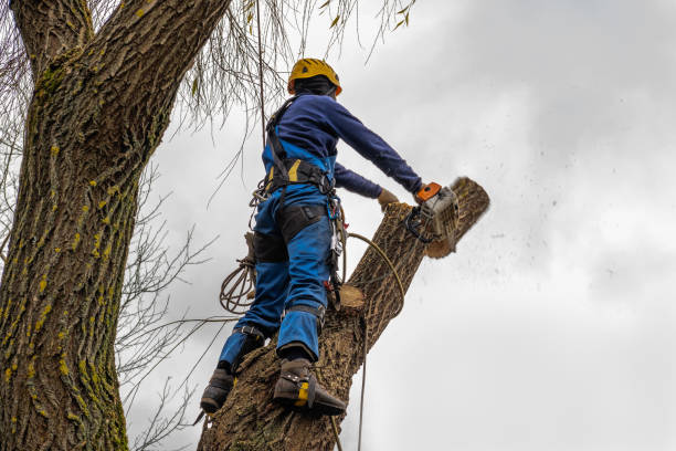 Best Palm Tree Trimming  in Rossville, GA